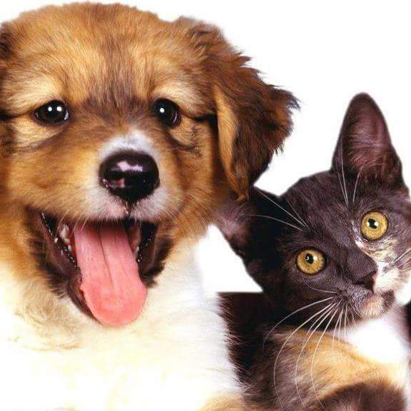 Veterinario Express En Caguas