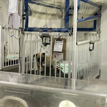 Centro De Especialistas Veterinarios