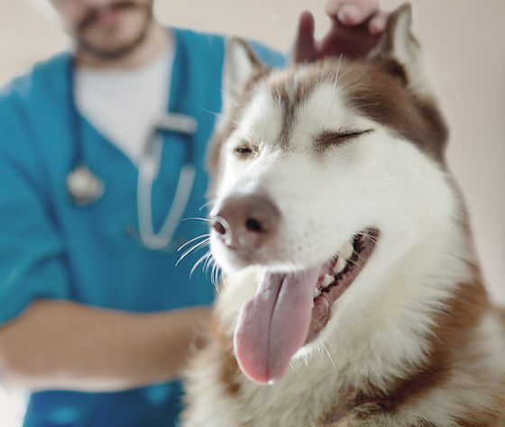 Clínica Veterinaria Acuario