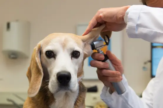 Servicios Veterinarios Santa Lucía